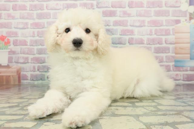 東京都のトイプードル(トイ) (Coo&RIKU江戸川店/2026年1月8日生まれ/男の子/ホワイト)の子犬の2枚目の画像