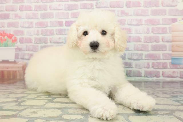 東京都のトイプードル(トイ) (Coo&RIKU江戸川店/2026年1月8日生まれ/男の子/ホワイト)の子犬の3枚目の画像