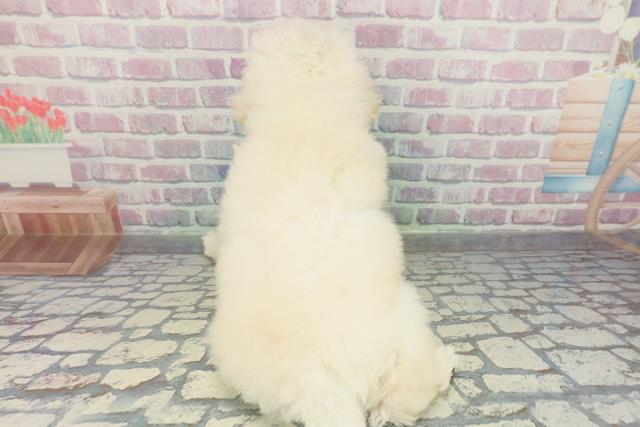 東京都のトイプードル(トイ) (Coo&RIKU江戸川店/2026年1月8日生まれ/男の子/ホワイト)の子犬の4枚目の画像