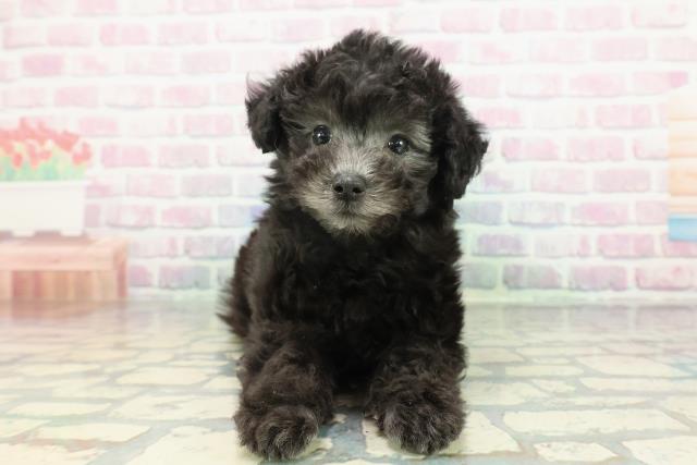 埼玉県のトイプードル(トイ) (Coo&RIKUアニマルケアセンター大宮/2026年1月8日生まれ/男の子/シルバー)の子犬の1枚目の画像