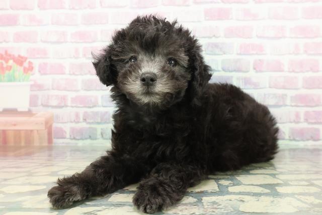 埼玉県のトイプードル(トイ) (Coo&RIKUアニマルケアセンター大宮/2026年1月8日生まれ/男の子/シルバー)の子犬の2枚目の画像