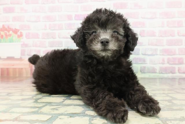 埼玉県のトイプードル(トイ) (Coo&RIKUアニマルケアセンター大宮/2026年1月8日生まれ/男の子/シルバー)の子犬の3枚目の画像