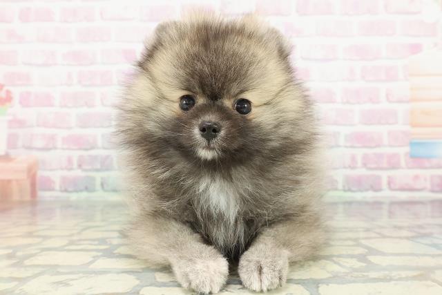 ポメラニアン