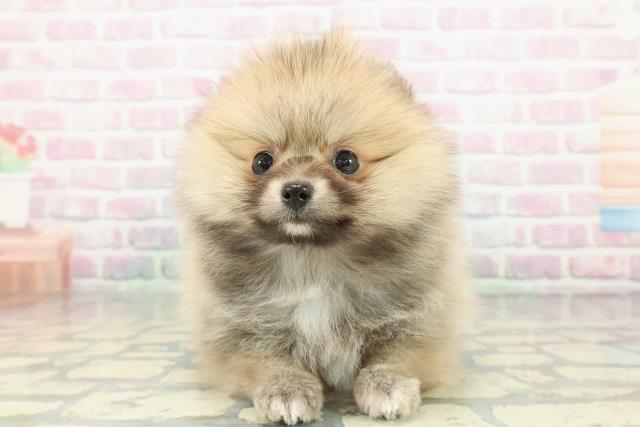 岩手県のポメラニアン (Coo&RIKU一関店/2026年1月8日生まれ/女の子/オレンジ)の子犬の1枚目の画像