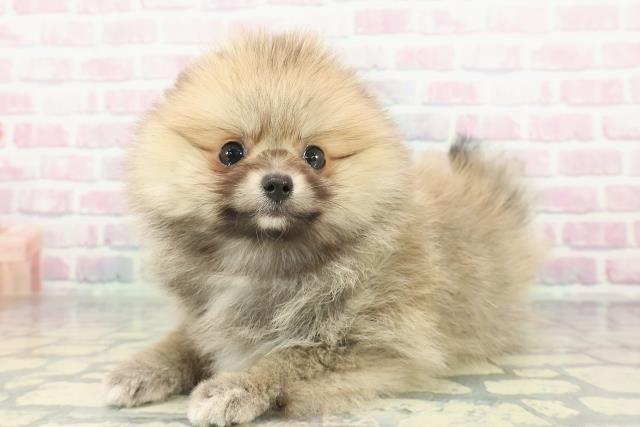 岩手県のポメラニアン (Coo&RIKU一関店/2026年1月8日生まれ/女の子/オレンジ)の子犬の2枚目の画像