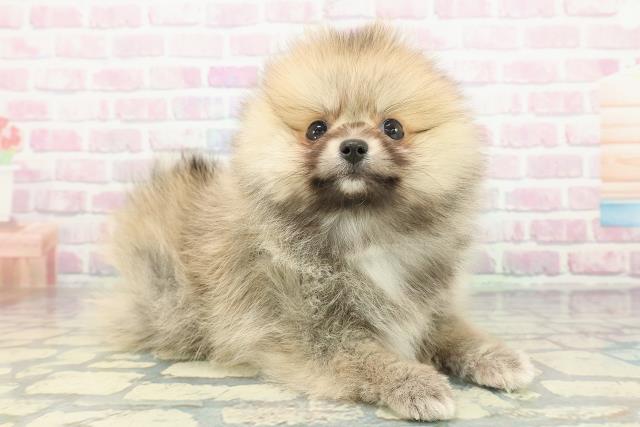 岩手県のポメラニアン (Coo&RIKU一関店/2026年1月8日生まれ/女の子/オレンジ)の子犬の3枚目の画像