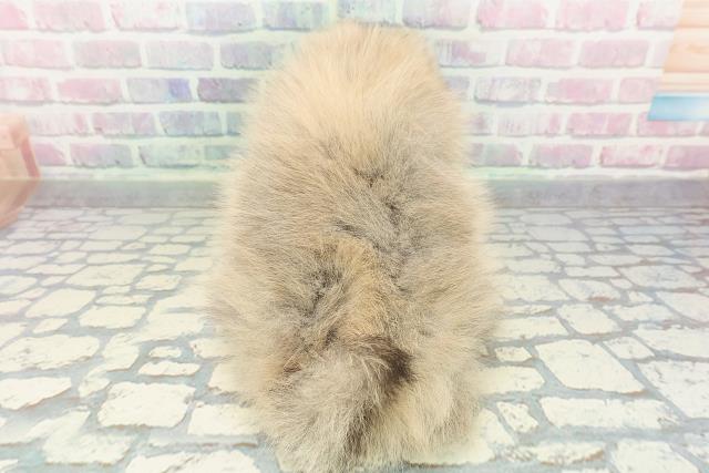 岩手県のポメラニアン (Coo&RIKU一関店/2026年1月8日生まれ/女の子/オレンジ)の子犬の4枚目の画像