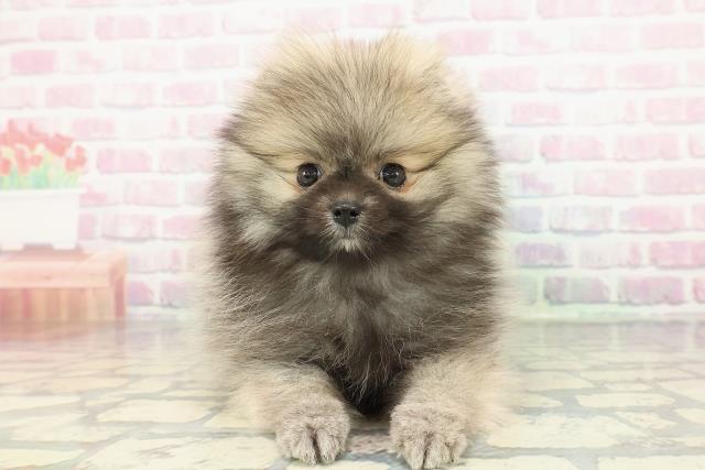 ポメラニアン