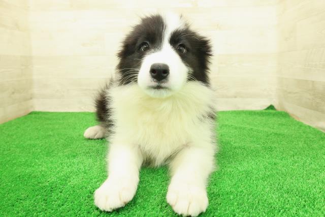 ボーダーコリー