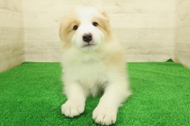 東京都のボーダーコリー (Coo&RIKU足立本店/2026年1月11日生まれ/男の子/レッドホワイト)の子犬