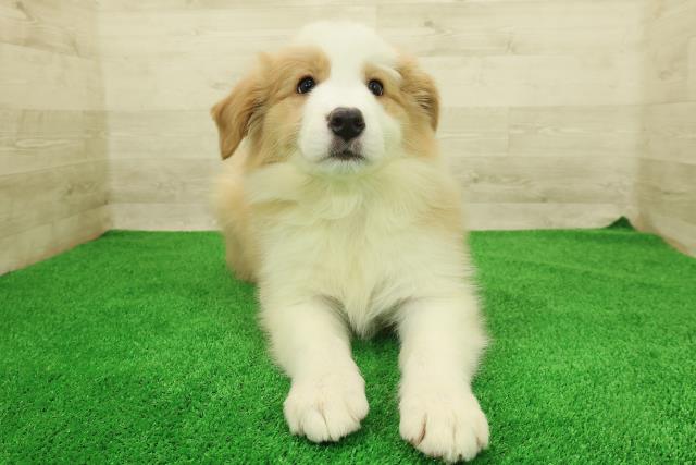 ボーダーコリー