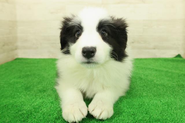 ボーダーコリー