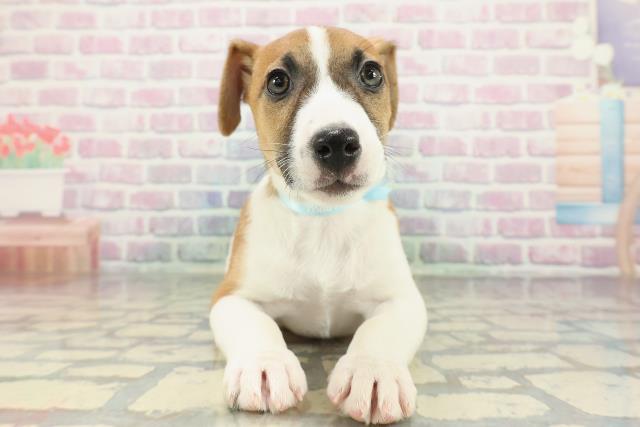 ジャックラッセルテリア