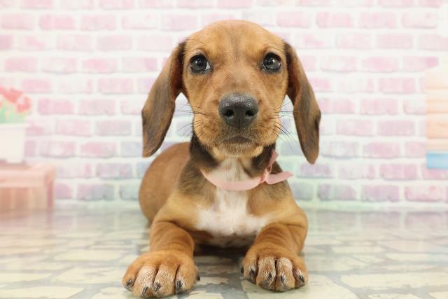 東京都のスタンダードダックスフンド(スムース) (Coo&RIKU足立本店/2026年1月5日生まれ/女の子/レッド)の子犬の1枚目の画像