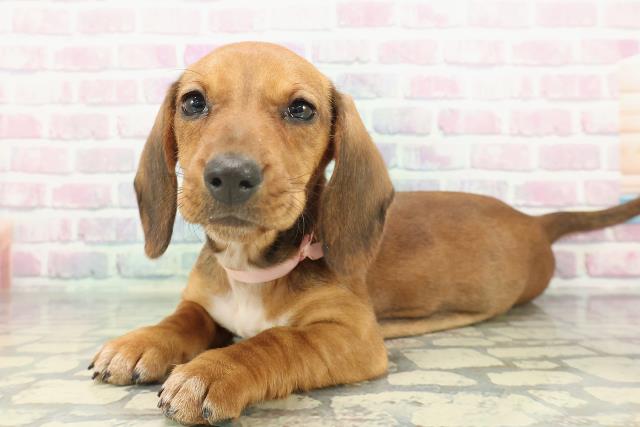 東京都のスタンダードダックスフンド(スムース) (Coo&RIKU足立本店/2026年1月5日生まれ/女の子/レッド)の子犬の2枚目の画像