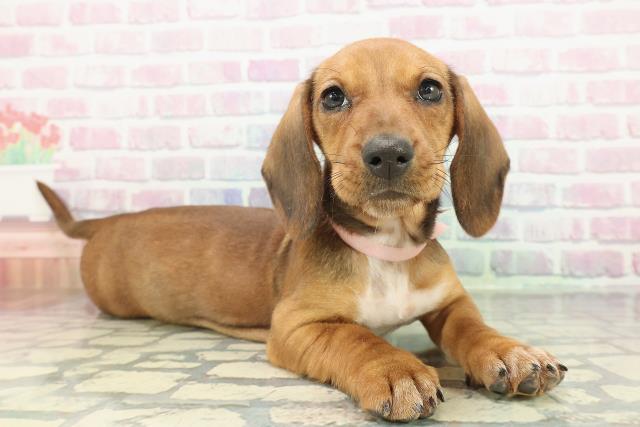 東京都のスタンダードダックスフンド(スムース) (Coo&RIKU足立本店/2026年1月5日生まれ/女の子/レッド)の子犬の3枚目の画像