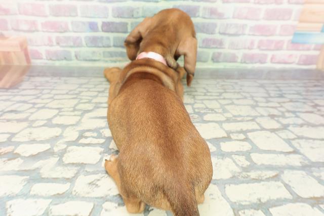 東京都のスタンダードダックスフンド(スムース) (Coo&RIKU足立本店/2026年1月5日生まれ/女の子/レッド)の子犬の4枚目の画像