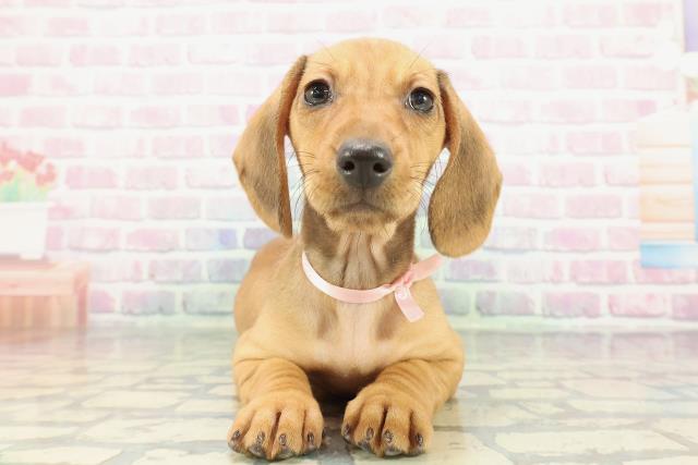 スタンダードダックス（スムースヘアー）