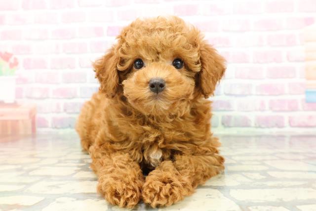 トイ・プードル