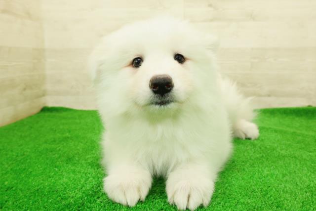 東京都のサモエド (Coo&RIKU足立本店/2026年1月6日生まれ/女の子/ホワイト)の子犬の1枚目の画像