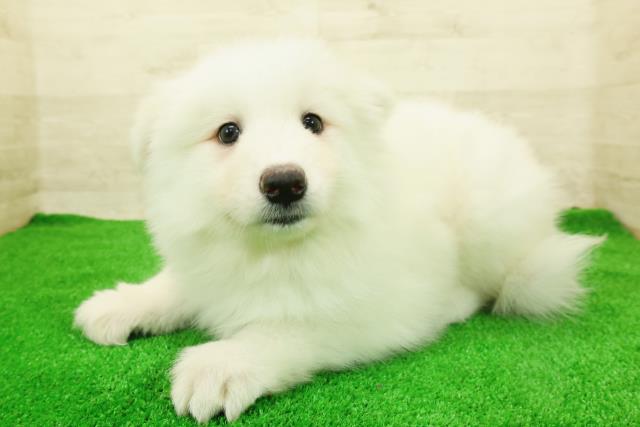 東京都のサモエド (Coo&RIKU足立本店/2026年1月6日生まれ/女の子/ホワイト)の子犬の2枚目の画像