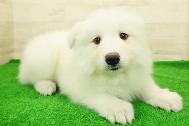 東京都のサモエド (Coo&RIKU足立本店/2026年1月6日生まれ/女の子/ホワイト)の子犬の3枚目の画像