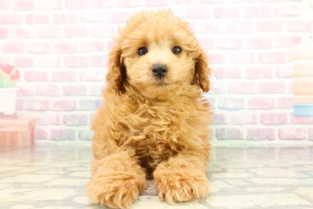 トイ・プードル