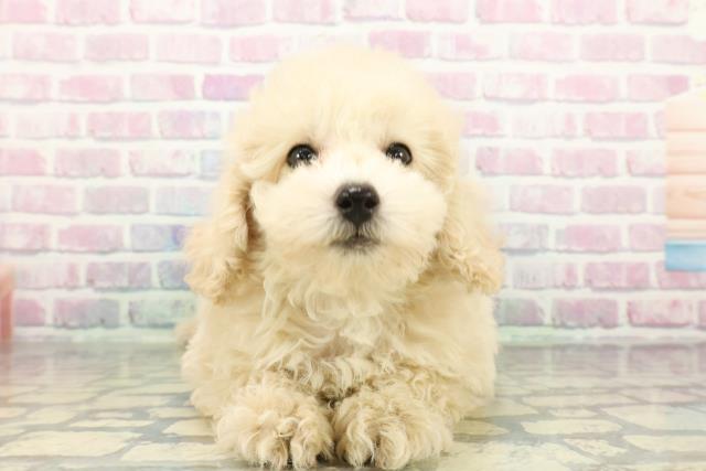 トイ・プードル