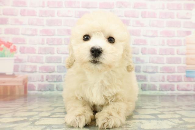 千葉県のトイプードル(トイ) (Coo&RIKUアクロスモール新鎌ケ谷店/2026年1月8日生まれ/女の子/クリーム)の子犬の1枚目の画像
