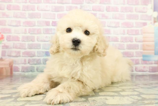 千葉県のトイプードル(トイ) (Coo&RIKUアクロスモール新鎌ケ谷店/2026年1月8日生まれ/女の子/クリーム)の子犬の2枚目の画像