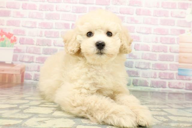 千葉県のトイプードル(トイ) (Coo&RIKUアクロスモール新鎌ケ谷店/2026年1月8日生まれ/女の子/クリーム)の子犬の3枚目の画像