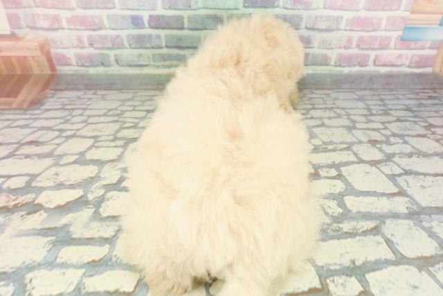 千葉県のトイプードル(トイ) (Coo&RIKUアクロスモール新鎌ケ谷店/2026年1月8日生まれ/女の子/クリーム)の子犬の4枚目の画像