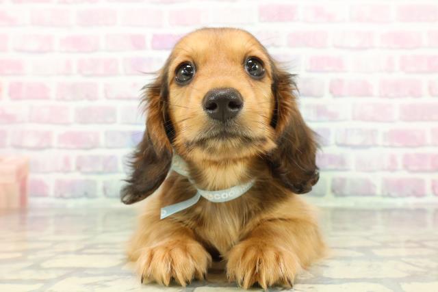 北海道のミニチュアダックスフンド(ロング) (Coo&RIKU北見店/2026年1月8日生まれ/男の子/シェーデットレッド)の子犬