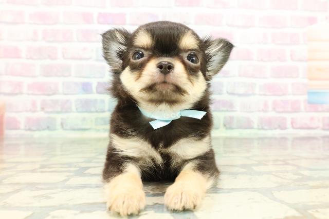 チワワ（ロングコート）