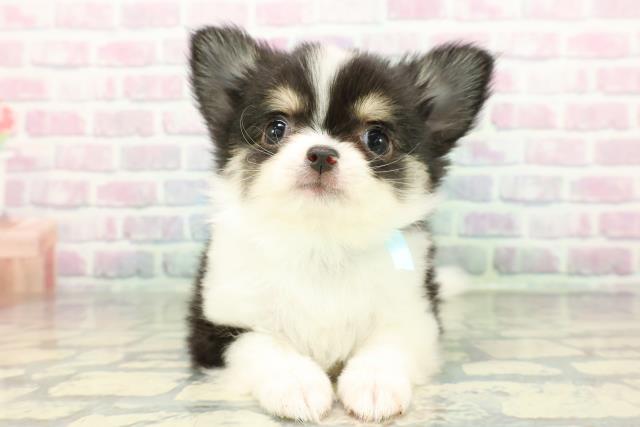 チワワ(ロングコート)