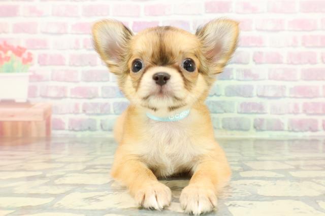 青森県のチワワ(ロング) (Coo&RIKU八戸店/2026年1月9日生まれ/男の子/レッド)の子犬の1枚目の画像