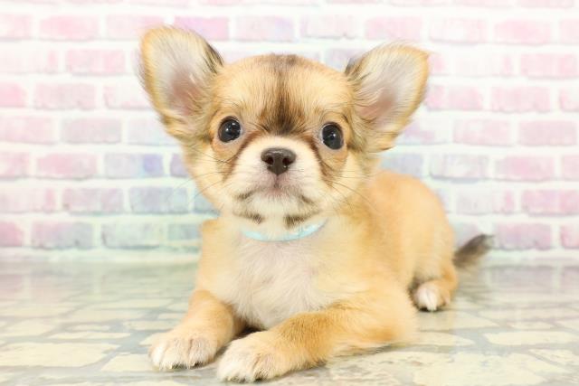 青森県のチワワ(ロング) (Coo&RIKU八戸店/2026年1月9日生まれ/男の子/レッド)の子犬の2枚目の画像