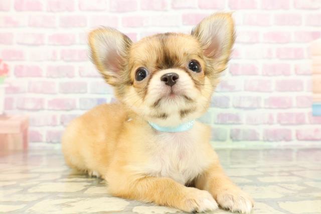 青森県のチワワ(ロング) (Coo&RIKU八戸店/2026年1月9日生まれ/男の子/レッド)の子犬の3枚目の画像