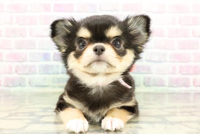 秋田県のチワワ(ロング) (Coo&RIKU秋田店/2026年1月9日生まれ/女の子/ブラックタンホワイト)の子犬の1枚目の画像