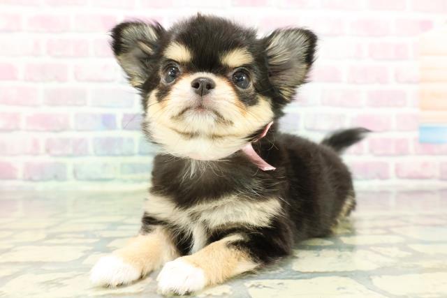 秋田県のチワワ(ロング) (Coo&RIKU秋田店/2026年1月9日生まれ/女の子/ブラックタンホワイト)の子犬の2枚目の画像