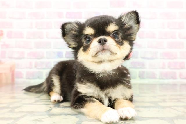 秋田県のチワワ(ロング) (Coo&RIKU秋田店/2026年1月9日生まれ/女の子/ブラックタンホワイト)の子犬の3枚目の画像