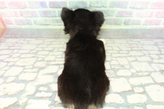 秋田県のチワワ(ロング) (Coo&RIKU秋田店/2026年1月9日生まれ/女の子/ブラックタンホワイト)の子犬の4枚目の画像