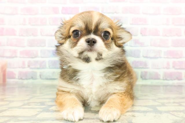 チワワ(ロングコート)