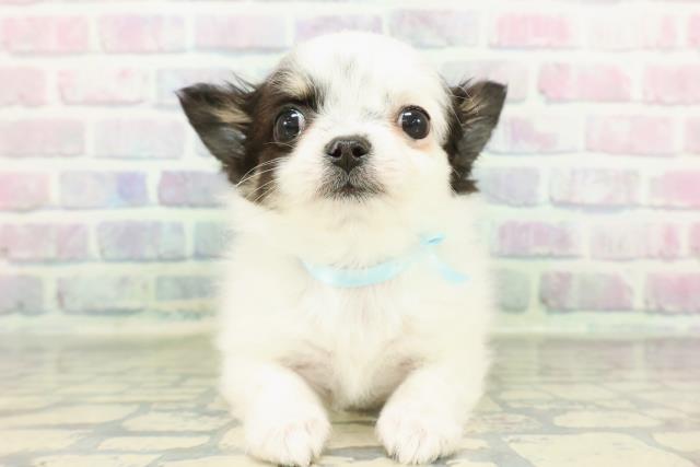 チワワ（ロングコート）