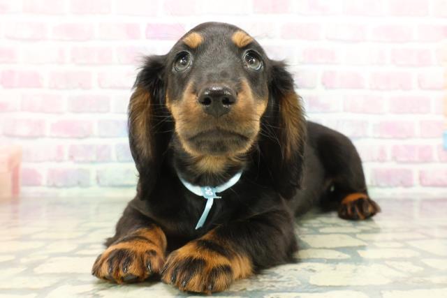 東京都のミニチュアダックスフンド(ロング) (Coo&RIKU足立本店/2026年1月11日生まれ/男の子/ブラックタン)の子犬の2枚目の画像