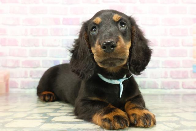 東京都のミニチュアダックスフンド(ロング) (Coo&RIKU足立本店/2026年1月11日生まれ/男の子/ブラックタン)の子犬の3枚目の画像