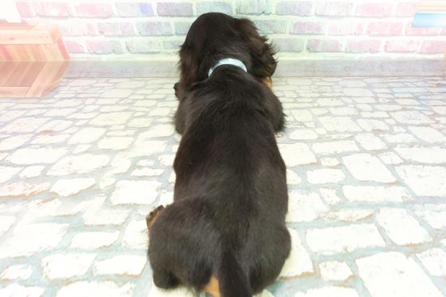 東京都のミニチュアダックスフンド(ロング) (Coo&RIKU足立本店/2026年1月11日生まれ/男の子/ブラックタン)の子犬の4枚目の画像