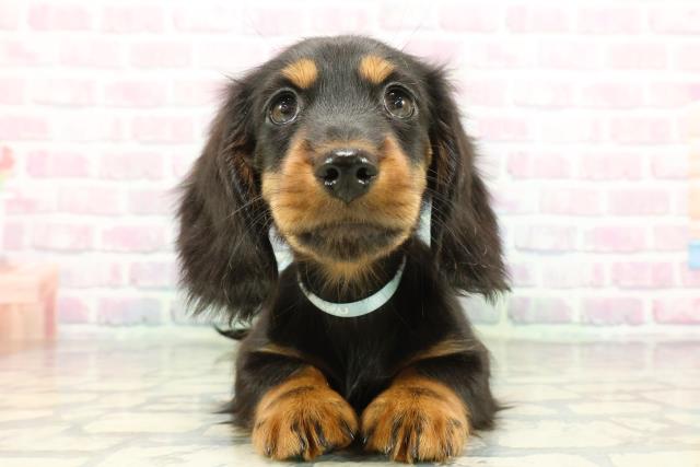 栃木県のミニチュアダックスフンド(ロング) (Coo&RIKU足利店/2026年1月11日生まれ/男の子/ブラックタン)の子犬の1枚目の画像