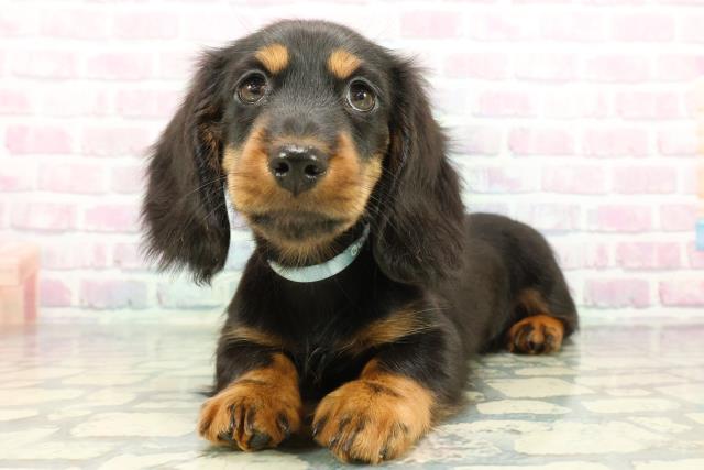 栃木県のミニチュアダックスフンド(ロング) (Coo&RIKU足利店/2026年1月11日生まれ/男の子/ブラックタン)の子犬の2枚目の画像