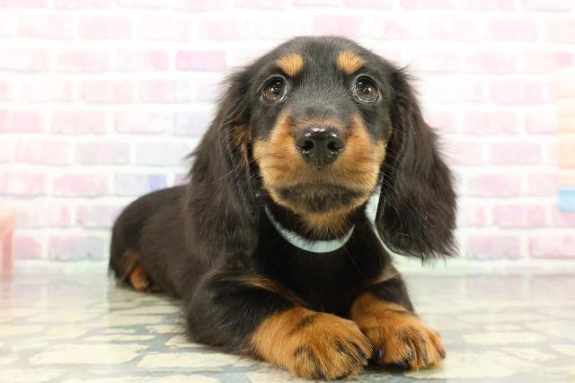 栃木県のミニチュアダックスフンド(ロング) (Coo&RIKU足利店/2026年1月11日生まれ/男の子/ブラックタン)の子犬の3枚目の画像